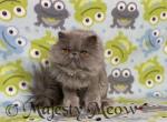 Dandy - Persian Cat For Sale - Yucca Valley&comma; CA&comma; US