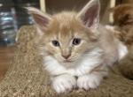 Peggy - Maine Coon Cat For Sale - Brooklyn&comma; NY&comma; US