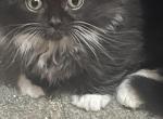 FiFi Munchie Minuets - Munchkin Cat For Sale - Finland&comma; MN&comma; US
