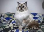 Breeze - Ragdoll Cat For Sale - Tuscaloosa&comma; AL&comma; US