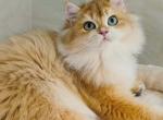 kim - British Shorthair Cat For Sale - Los Angeles&comma; CA&comma; US