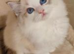 cookie - Ragdoll Cat For Sale - Los Angeles&comma; CA&comma; US