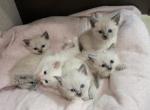Ragdoll Siamese Kittens - Ragdoll Cat For Sale - Eau Claire&comma; WI&comma; US