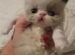Lilac point persian male kitten - Persian Cat For Sale - MA&comma; US