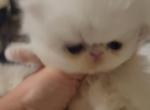 White female persian kitten Snowy - Persian Cat For Sale - MA&comma; US