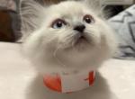 Lizzy - Ragdoll Cat For Sale - Mount Joy&comma; PA&comma; US