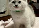 Luke - Ragdoll Cat For Sale - Mount Joy&comma; PA&comma; US