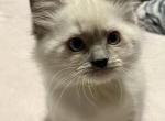 Leah - Ragdoll Cat For Sale - Mount Joy&comma; PA&comma; US