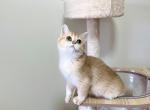 Connie - British Shorthair Cat For Sale - Staten Island&comma; NY&comma; US