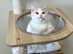 Benz - Munchkin Cat For Sale - Staten Island&comma; NY&comma; US
