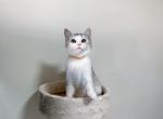 aroma - Munchkin Cat For Sale - Staten Island&comma; NY&comma; US