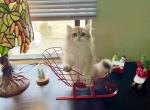 bear - British Shorthair Cat For Sale - Staten Island&comma; NY&comma; US