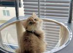 honey - British Shorthair Cat For Sale - Staten Island&comma; NY&comma; US