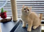 zara - British Shorthair Cat For Sale - Staten Island&comma; NY&comma; US