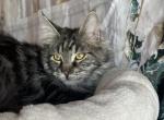 Gus - Maine Coon Cat For Sale - Brighton&comma; CO&comma; US