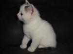 Frosty - Domestic Cat For Sale - New Holland&comma; PA&comma; US