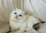 Kipland - Ragdoll Cat For Sale - Los Angeles, CA, US