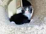 Marvin - Ragamuffin Cat For Sale - Los Angeles, CA, US