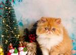 Matfey orange persian exotic longhair ginger boy - Persian Cat For Sale - Los Angeles&comma; CA&comma; US