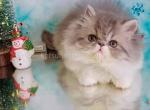 Marvin blue bicolor persian exotic longhair boy - Persian Cat For Sale - Los Angeles&comma; CA&comma; US