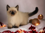 Pearl's blue collar - Exotic Cat For Sale - Conroe&comma; TX&comma; US