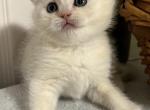 Scottish fold  and straight kittens - Scottish Fold Cat For Sale - Staten Island&comma; NY&comma; US