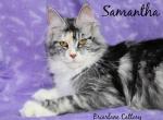 Samantha TICA reg - Maine Coon Cat For Sale - Waterloo&comma; IN&comma; US