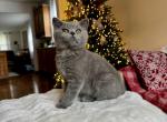 Alex - British Shorthair Cat For Sale - Philadelphia&comma; PA&comma; US