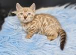 TICA Snow Mink Bengal male - Bengal Cat For Sale - Daytona Beach&comma; FL&comma; US