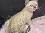 TICA Seal Lynx Bengal female - Bengal Cat For Sale - Daytona Beach&comma; FL&comma; US