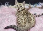 TICA Snow Mink Bengal female - Bengal Cat For Sale - Daytona Beach&comma; FL&comma; US