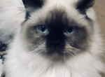 Lubas litter - Himalayan Cat For Sale - Vestal&comma; NY&comma; US