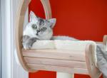 Carmela Splendid Allure - Scottish Straight Cat For Sale - Levittown&comma; PA&comma; US