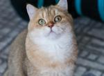Adelfina Barbie - Scottish Straight Cat For Sale - Levittown&comma; PA&comma; US