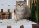 Pico - Scottish Fold Cat For Sale - Levittown&comma; PA&comma; US