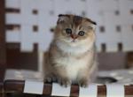 Paloma - Scottish Fold Cat For Sale - Levittown&comma; PA&comma; US