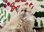 Merry and bright - Ragdoll Cat For Sale - Parker&comma; CO&comma; US