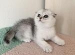 Scottish girl 4 - Scottish Fold Cat For Sale - Brooklyn&comma; NY&comma; US