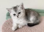 Scottish girl 2 - Scottish Straight Cat For Sale - Brooklyn&comma; NY&comma; US