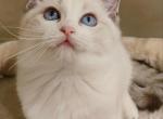 Larisa - Ragdoll Cat For Sale - Los Angeles&comma; CA&comma; US