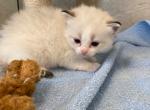 Rocky - Ragdoll Cat For Sale - Freeburg&comma; PA&comma; US