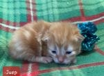 Juep - Siberian Cat For Sale - Clintwood&comma; VA&comma; US