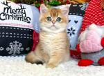Molli ny11 black golden shaded british shorthair - British Shorthair Cat For Sale - Houston&comma; TX&comma; US