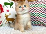 Lion ny11 black golden shaded british shorthair - British Shorthair Cat For Sale - Houston&comma; TX&comma; US