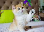 Robert ny 12 black golden shell british shorthair - British Shorthair Cat For Sale - Houston&comma; TX&comma; US