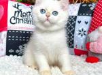 Jazz blue eyed chinchilla point british shorthair - British Shorthair Cat For Sale - Houston&comma; TX&comma; US