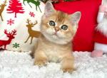 Amir ny 11 boy golden shaded british shorthair - British Shorthair Cat For Sale - Houston&comma; TX&comma; US