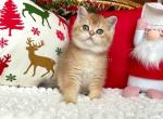Ares ny 11 boy golden shaded british shorthair - British Shorthair Cat For Sale - Houston&comma; TX&comma; US