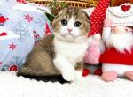 Tom scottish fold golden bicolor baby boy - Scottish Fold Cat For Sale - Los Angeles&comma; CA&comma; US