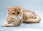 Maestro - British Shorthair Cat For Sale - Grayslake&comma; IL&comma; US